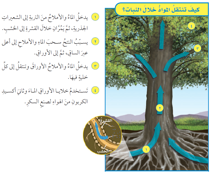 كيف تنتقل المواد خلال النبات